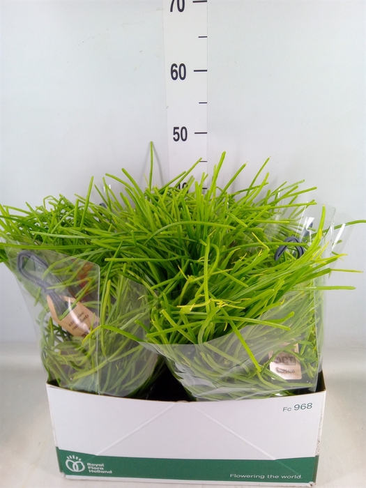 <h4>Rhipsalis   ...</h4>
