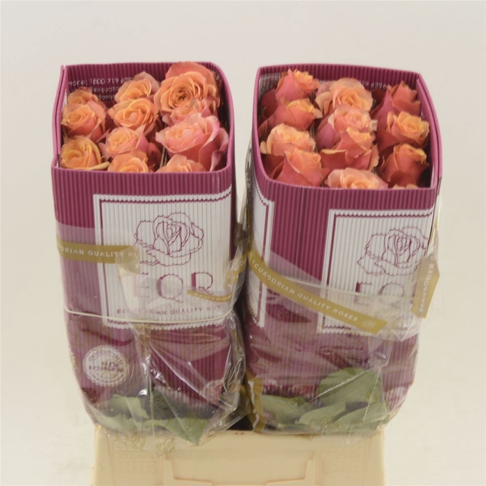 <h4>Rosa gr Cherry Brandy</h4>
