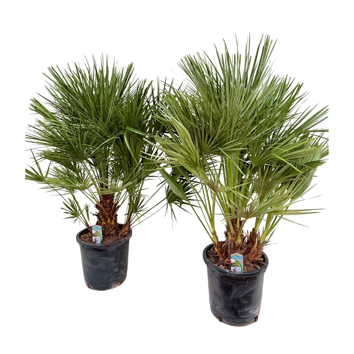<h4>Chamaerops humilis P30</h4>