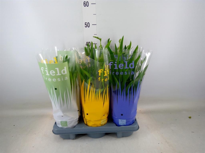 <h4>Freesia   ...</h4>