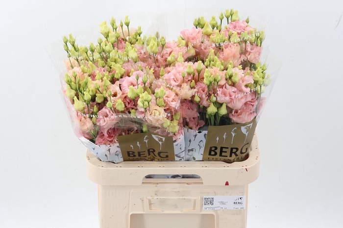 <h4>Eus G Corelli Coral</h4>