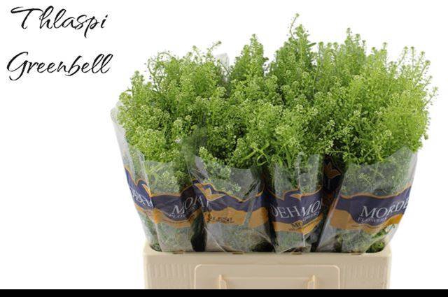 <h4>Thlaspi Green Bell Gadi Mordechay</h4>