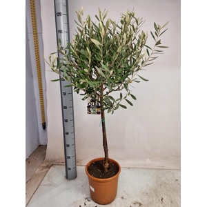 OLEA EUROPAEA