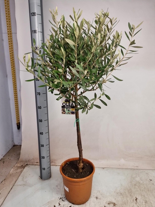 <h4>OLEA EUROPAEA</h4>