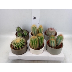 Cactus   ...
