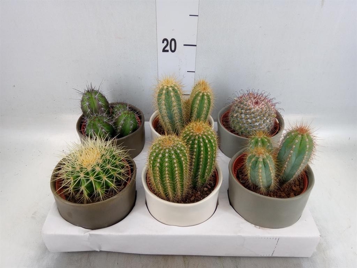 <h4>Cactus   ...</h4>
