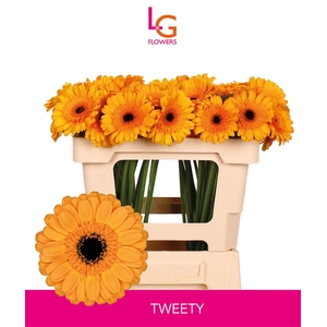 Germini Tweety Water