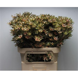 Leucad Ayoba Star Pearl Spray