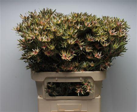 <h4>Leucad Ayoba Star Pearl Spray</h4>