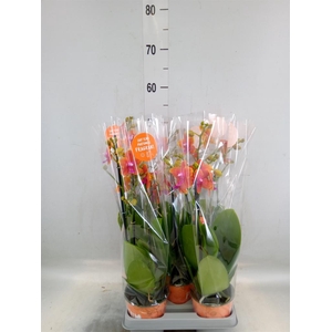 Phalaenopsis multi. 'Ant Bolgheri'