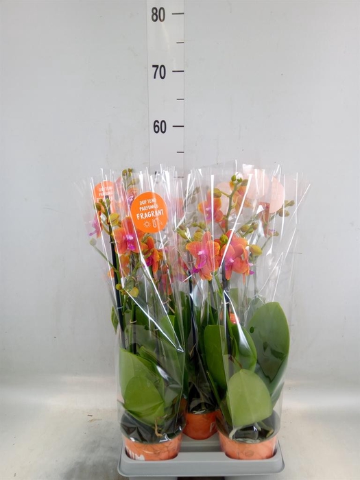 <h4>Phalaenopsis multi. 'Ant Bolgheri'</h4>