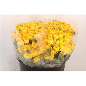 Ran Elegance Yellow Super