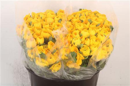 <h4>Ran Elegance Yellow Super</h4>