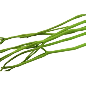 Mitsumata Flaked Apple Green 3pc Bunch