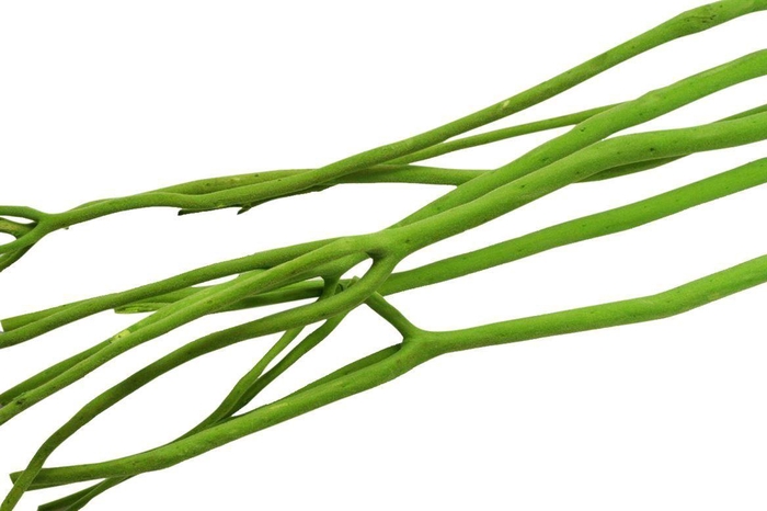 <h4>Mitsumata Flaked Apple Green 3pc Bunch</h4>