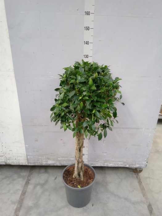 <h4>Ficus   ...</h4>