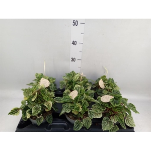Peperomia