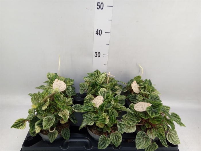 <h4>Peperomia</h4>