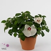 HIBISCUS M GU WHI EY