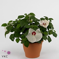 HIBISCUS M GU WHI EY