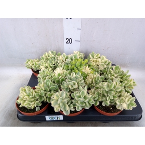 Cotyledon tome. ladys.