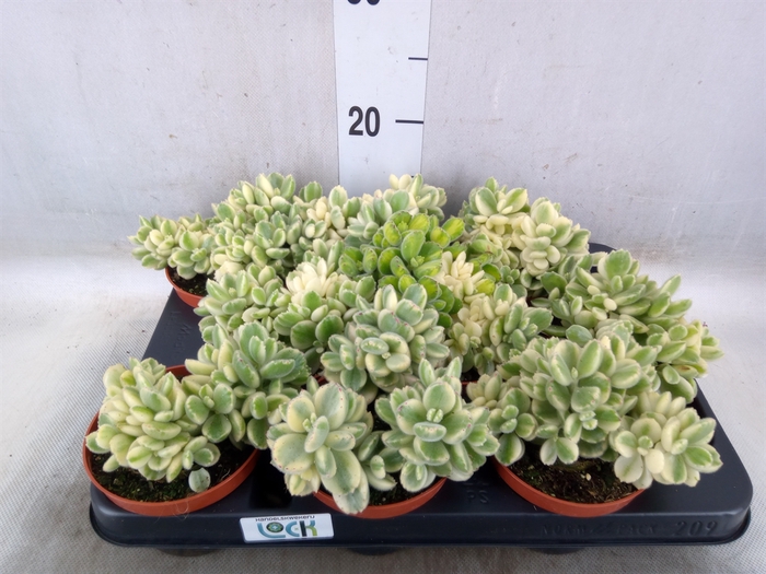 <h4>Cotyledon tome. ladys.</h4>