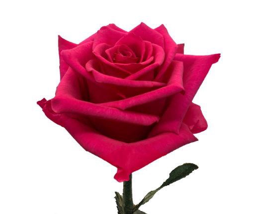 <h4>R GR HOT EXPLORER</h4>