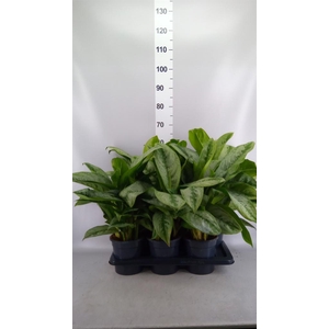 Aglaonema GB 'Silver Frost'