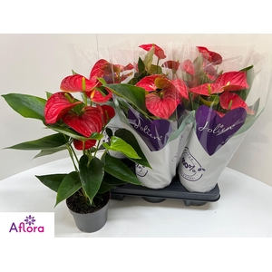 ANTHU AN BAMBINO RED