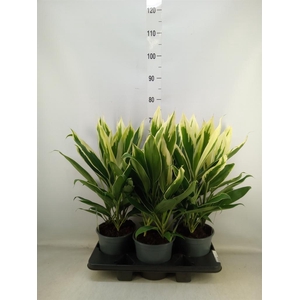 Cordyline fruti. 'Conga'