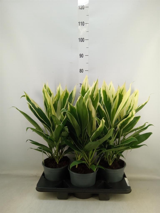 <h4>Cordyline fruti. 'Conga'</h4>