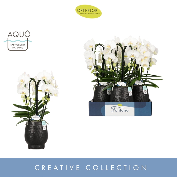 <h4>Phalaenopsis wit meer takken</h4>