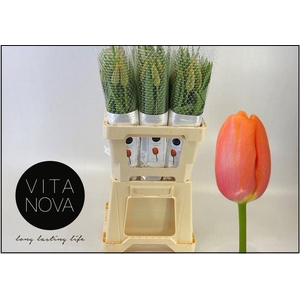 TU ENK AVIGNON 55 GR.