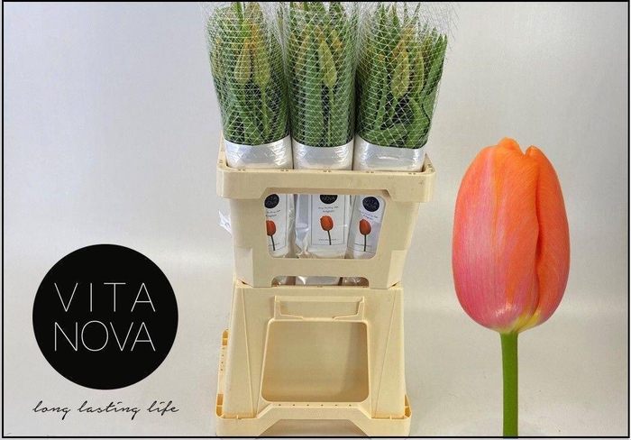 <h4>TU ENK AVIGNON 55 GR.</h4>