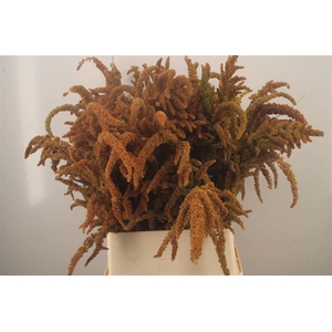 Amaranthus Cr Hot Biscuits Xxl