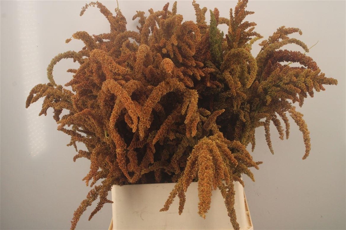 <h4>Amaranthus Cr Hot Biscuits Xxl</h4>
