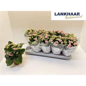 Kal Ge Perfecta Pink