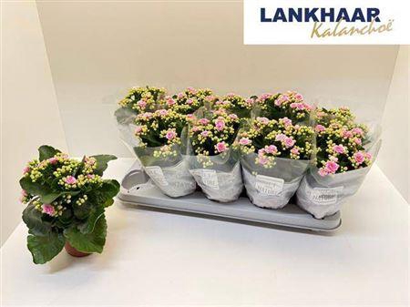 <h4>Kal Ge Perfecta Pink</h4>