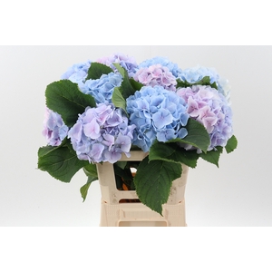 Hydrangea Blue/Pink