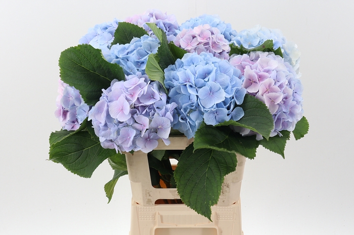 <h4>Hydrangea Blue/Pink</h4>