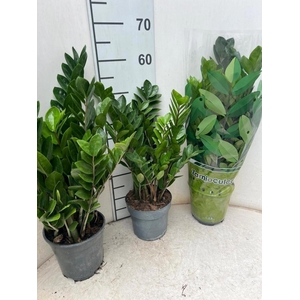 ZAMIO ZAMIIFOLIA