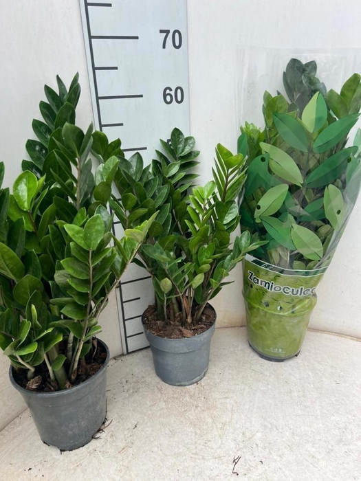 <h4>ZAMIO ZAMIIFOLIA</h4>