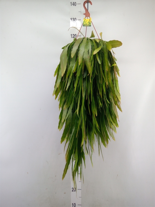 <h4>Pseudorhipsalis ramulosa</h4>