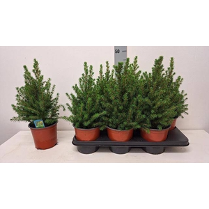 PICEA GL CONICA