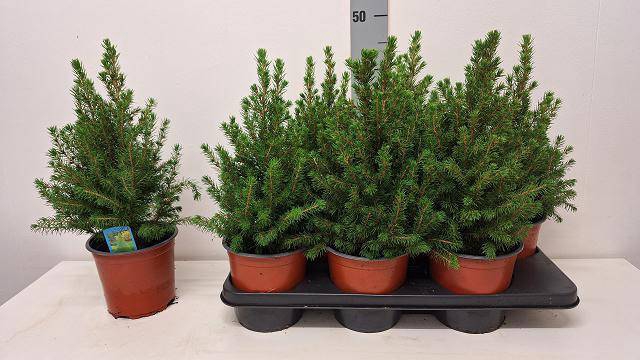 <h4>PICEA GL CONICA</h4>