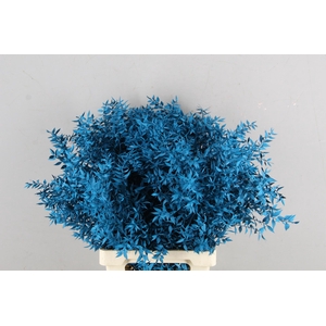 DF Ruscus 70cm Bs Turquoise