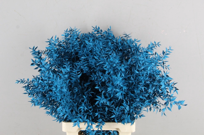 <h4>DF Ruscus 70cm Bs Turquoise</h4>