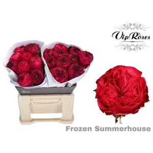 R GR FROZEN SUMMERH