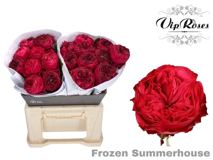 R GR FROZEN SUMMERH