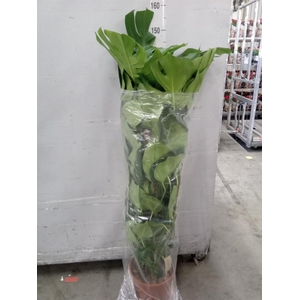 Monstera delic.